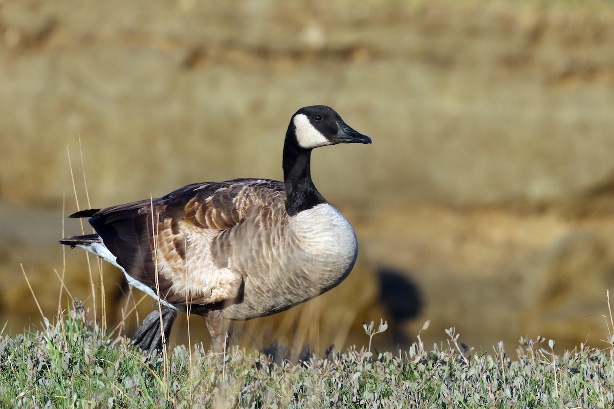 Canada Goose - ML646309650