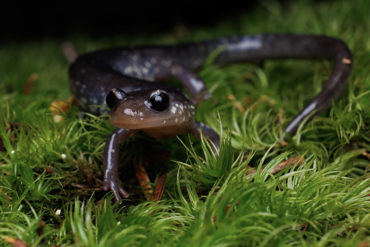 Wehrle's Salamander - ML646309651