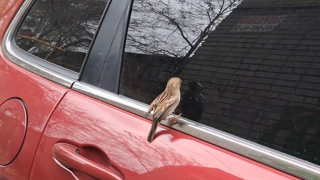 דרור הבית - ML646309655