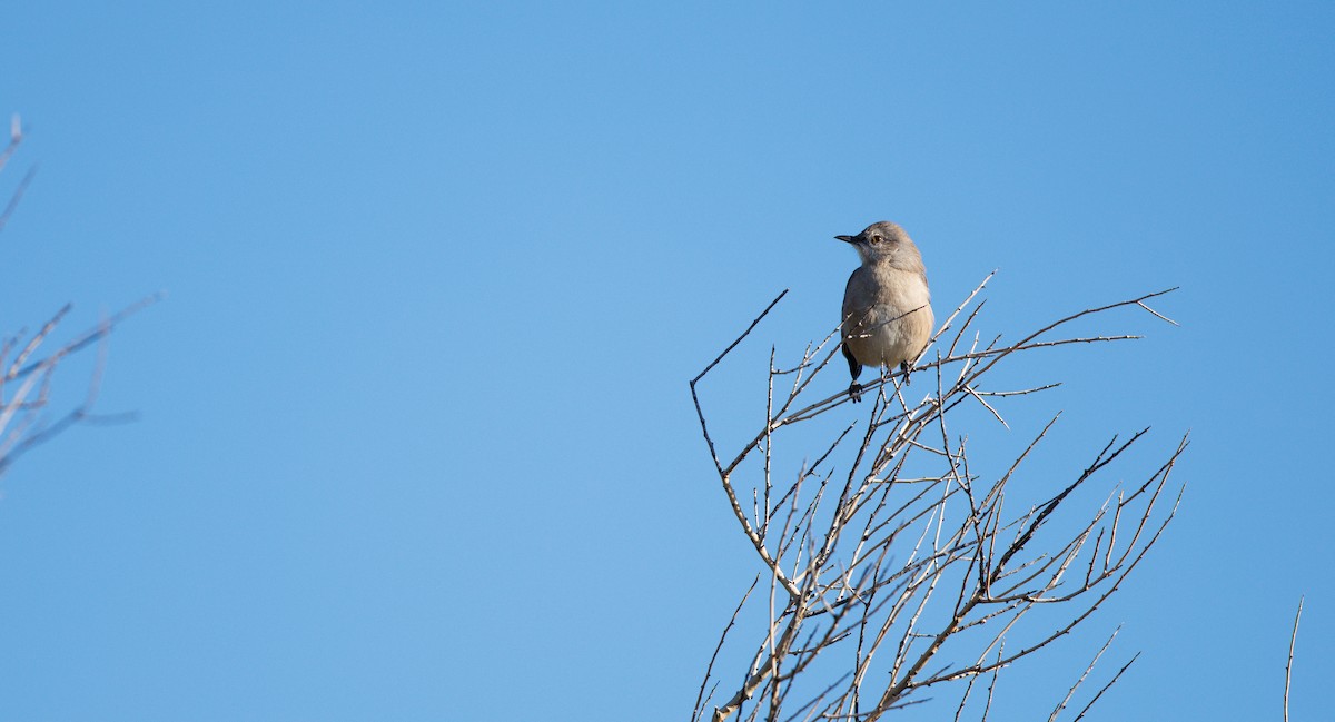 Northern Mockingbird - ML646309657