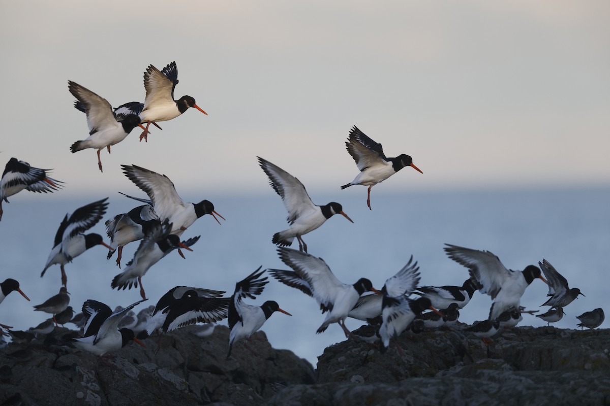 Eurasian Oystercatcher - ML646309658