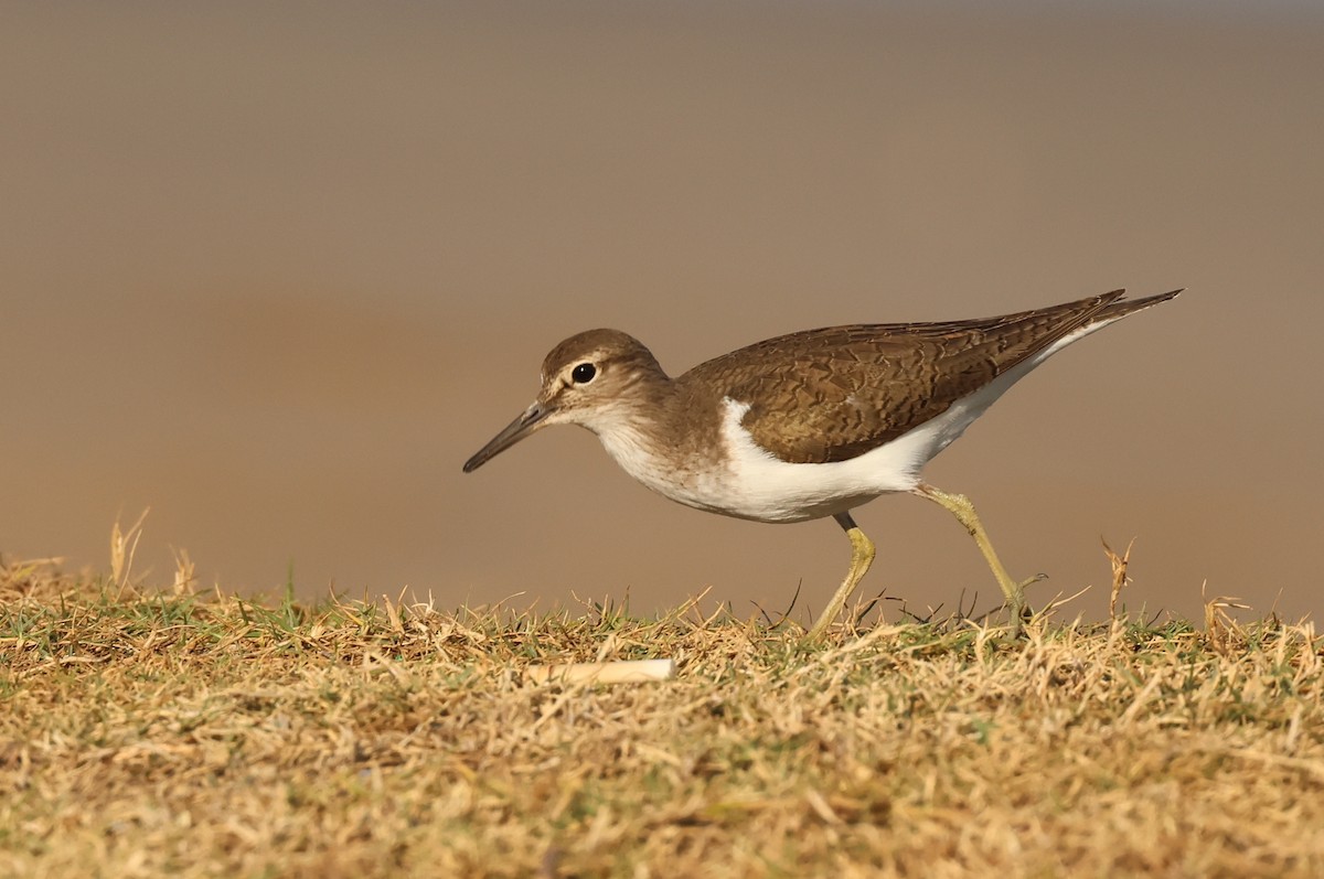Common Sandpiper - ML646309661