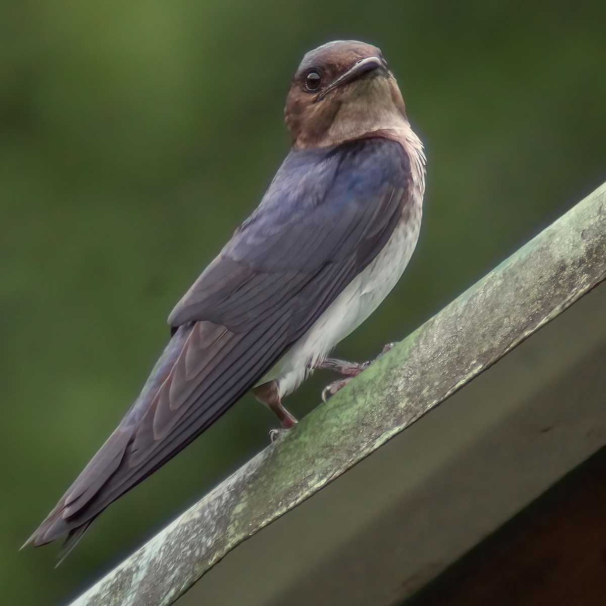 Gray-breasted Martin - ML646309663