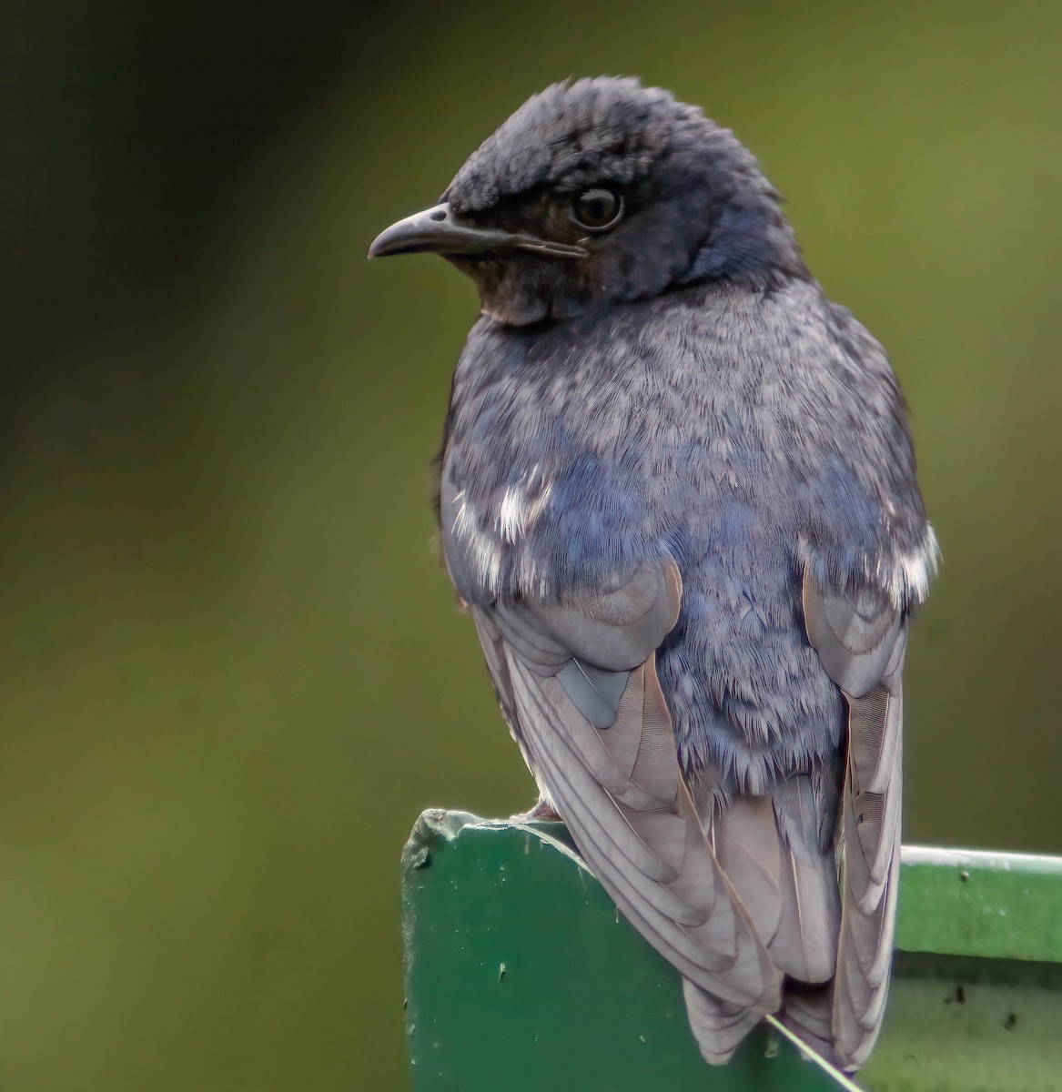 Gray-breasted Martin - ML646309664