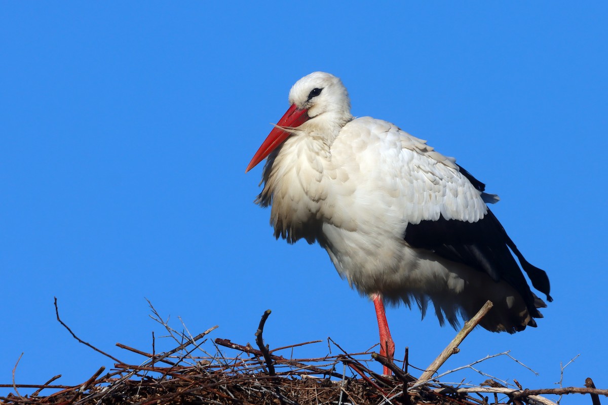 White Stork - ML646309665