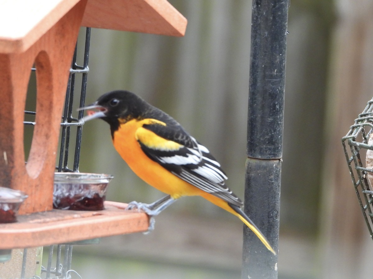 Балтиморский трупиал - ML646309666