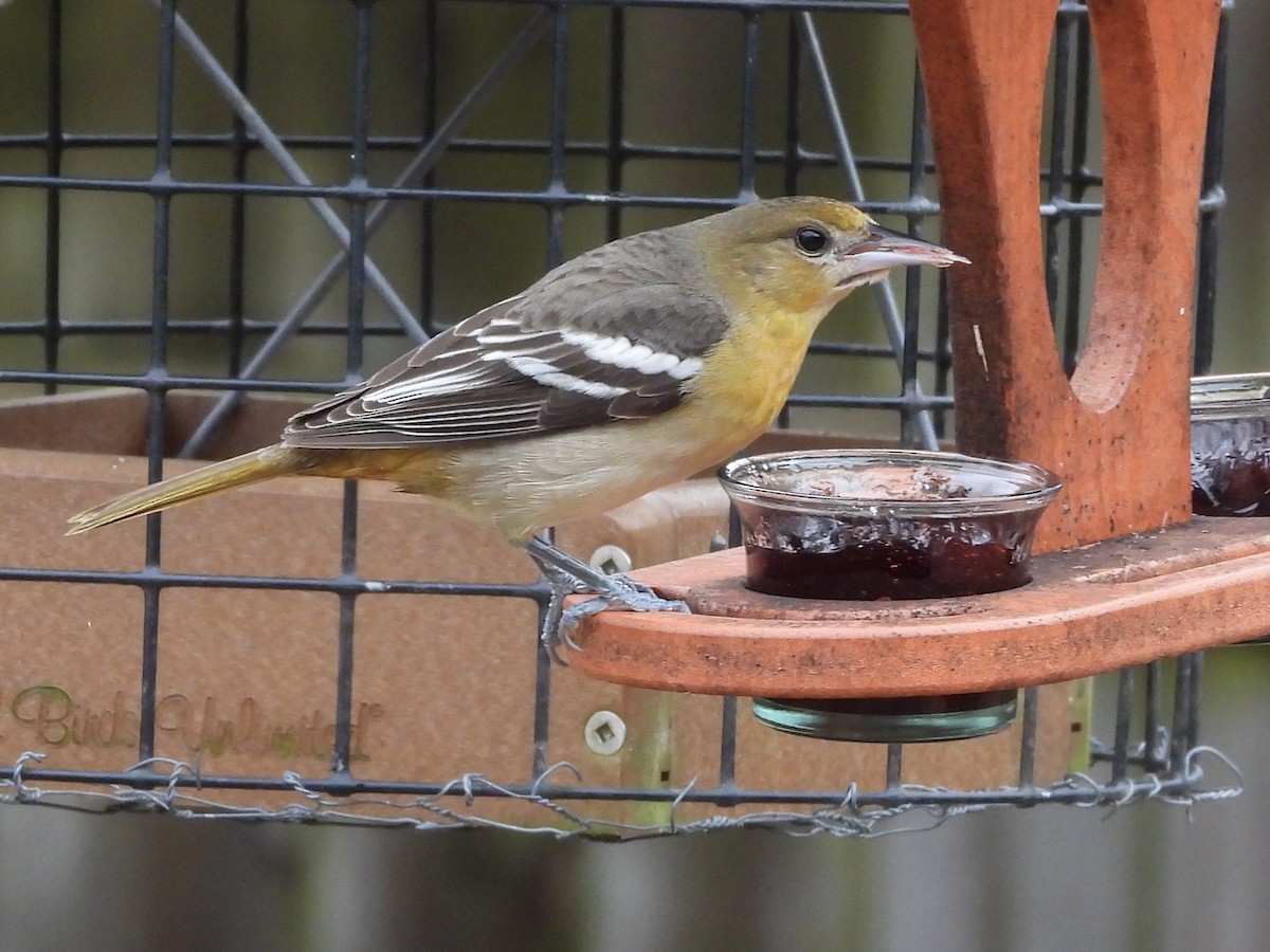 Балтиморский трупиал - ML646309667