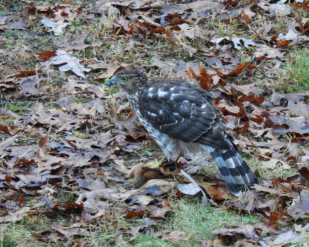 Cooper's Hawk - ML646309668