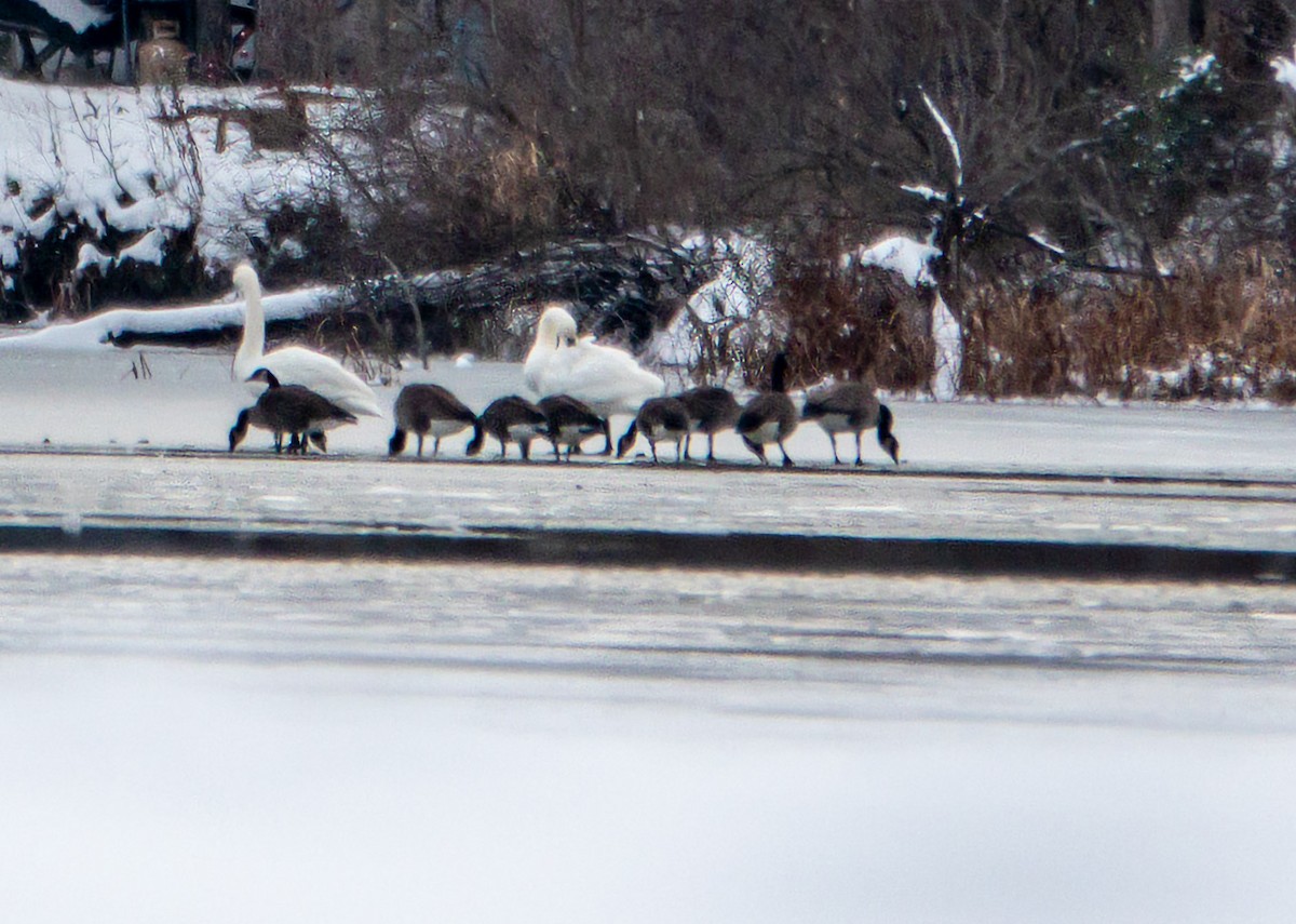 Trumpeter Swan - ML646309669