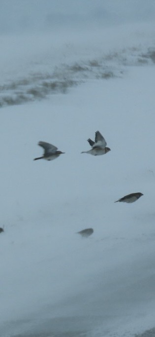 Snow Bunting - ML646309671
