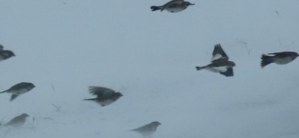 Snow Bunting - ML646309672