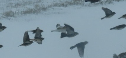 Snow Bunting - ML646309673