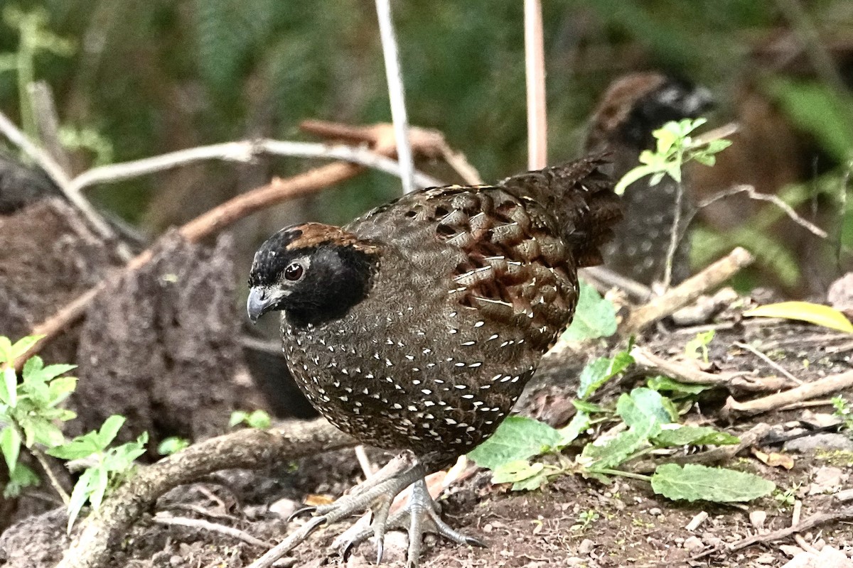 Black-fronted Wood-Quail - ML646309677