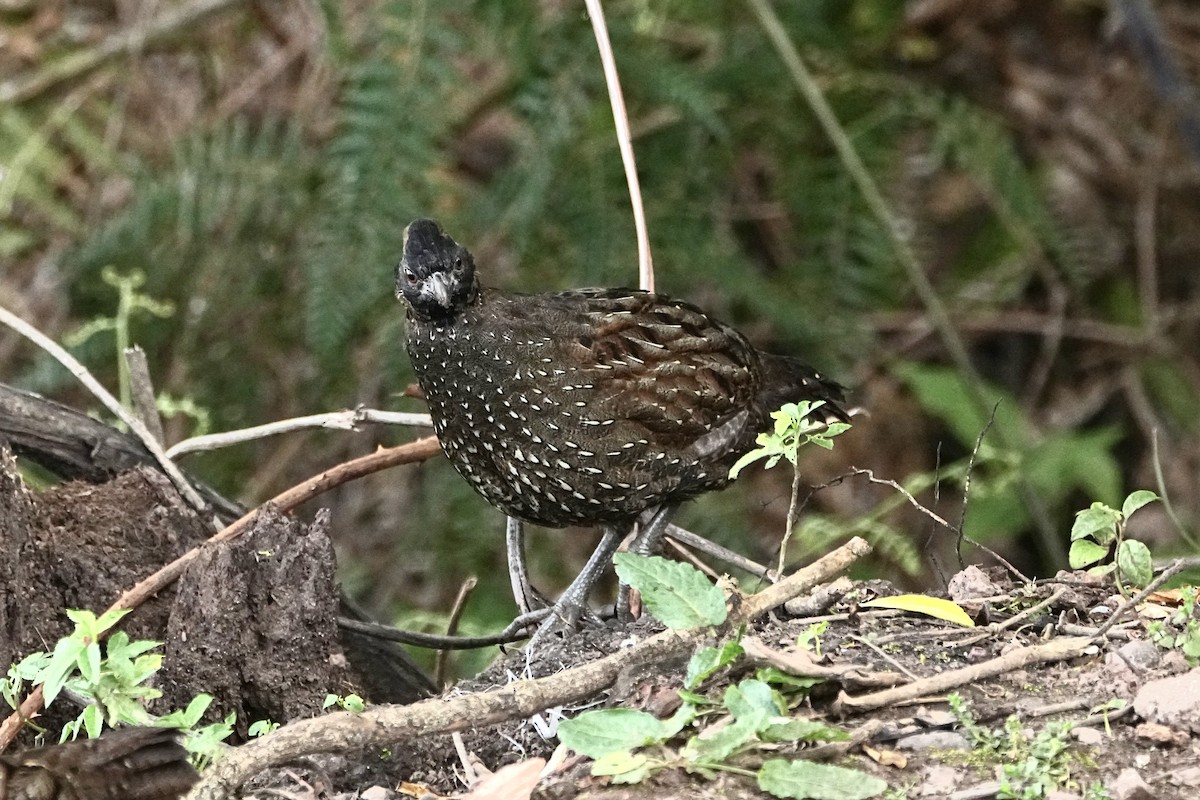 Black-fronted Wood-Quail - ML646309679