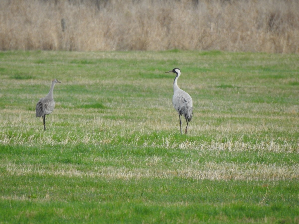 Sandhill Crane - ML646309681