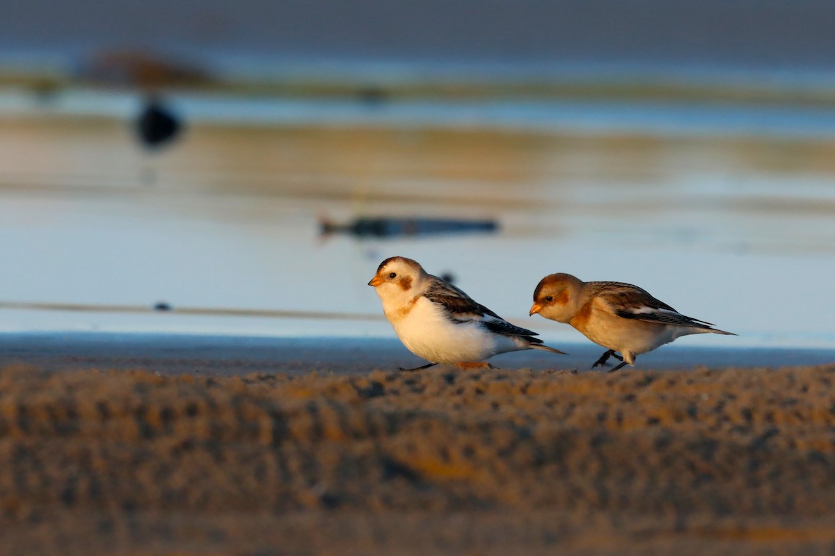 Snow Bunting - ML646309684