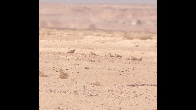 קטה סנגלית - ML646309685