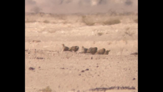 קטה סנגלית - ML646309686