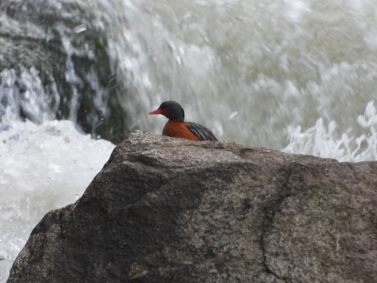 Torrent Duck - ML646309687