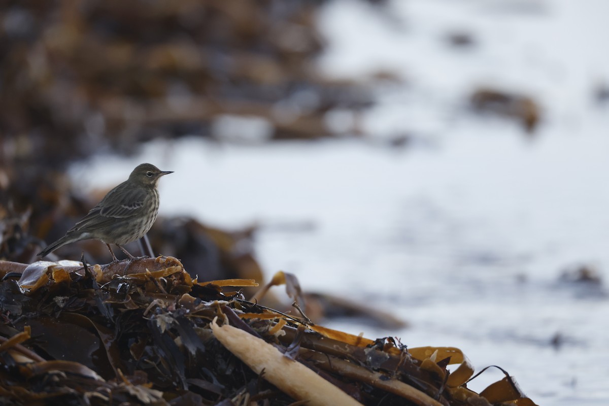 Strandpieper - ML646309688