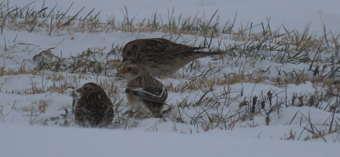 Snow Bunting - ML646309689