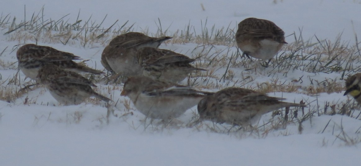 Snow Bunting - ML646309690