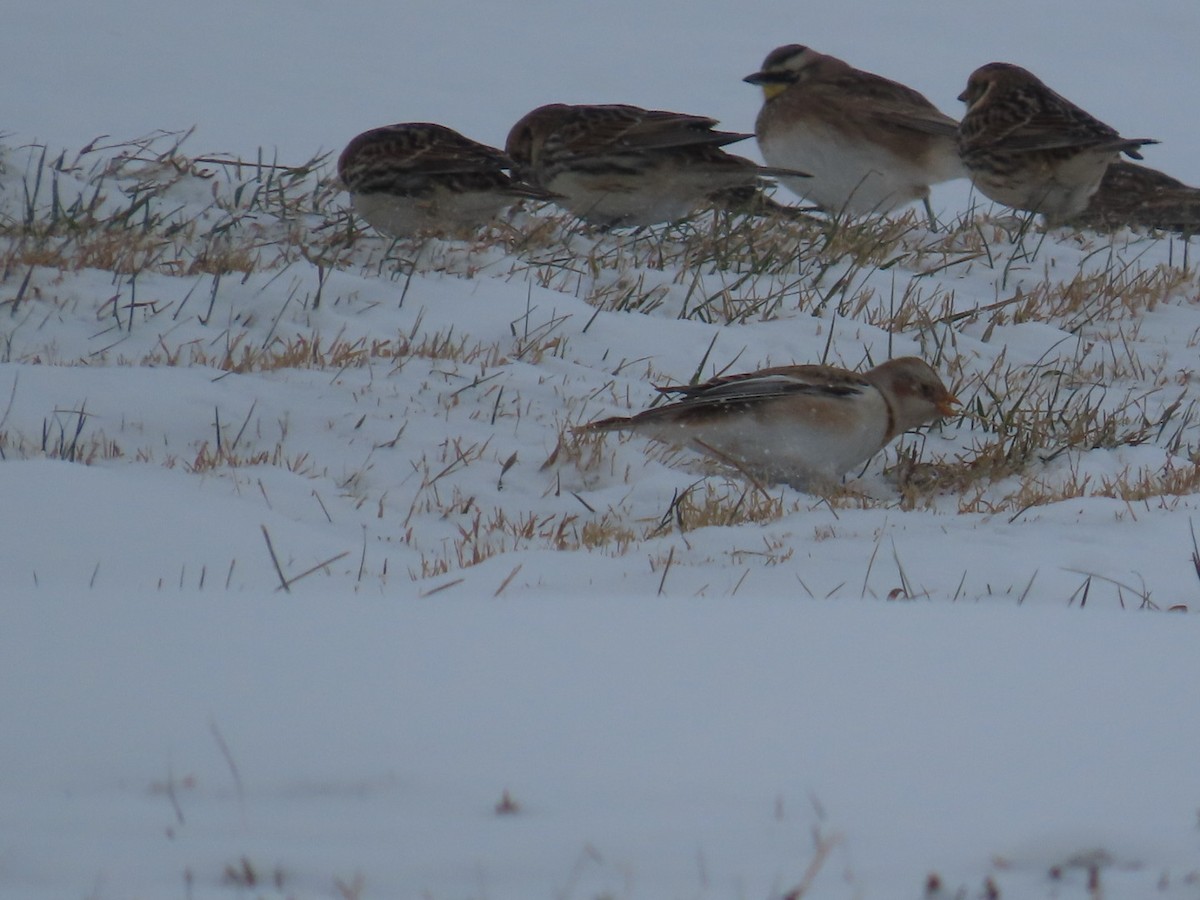 Snow Bunting - ML646309691