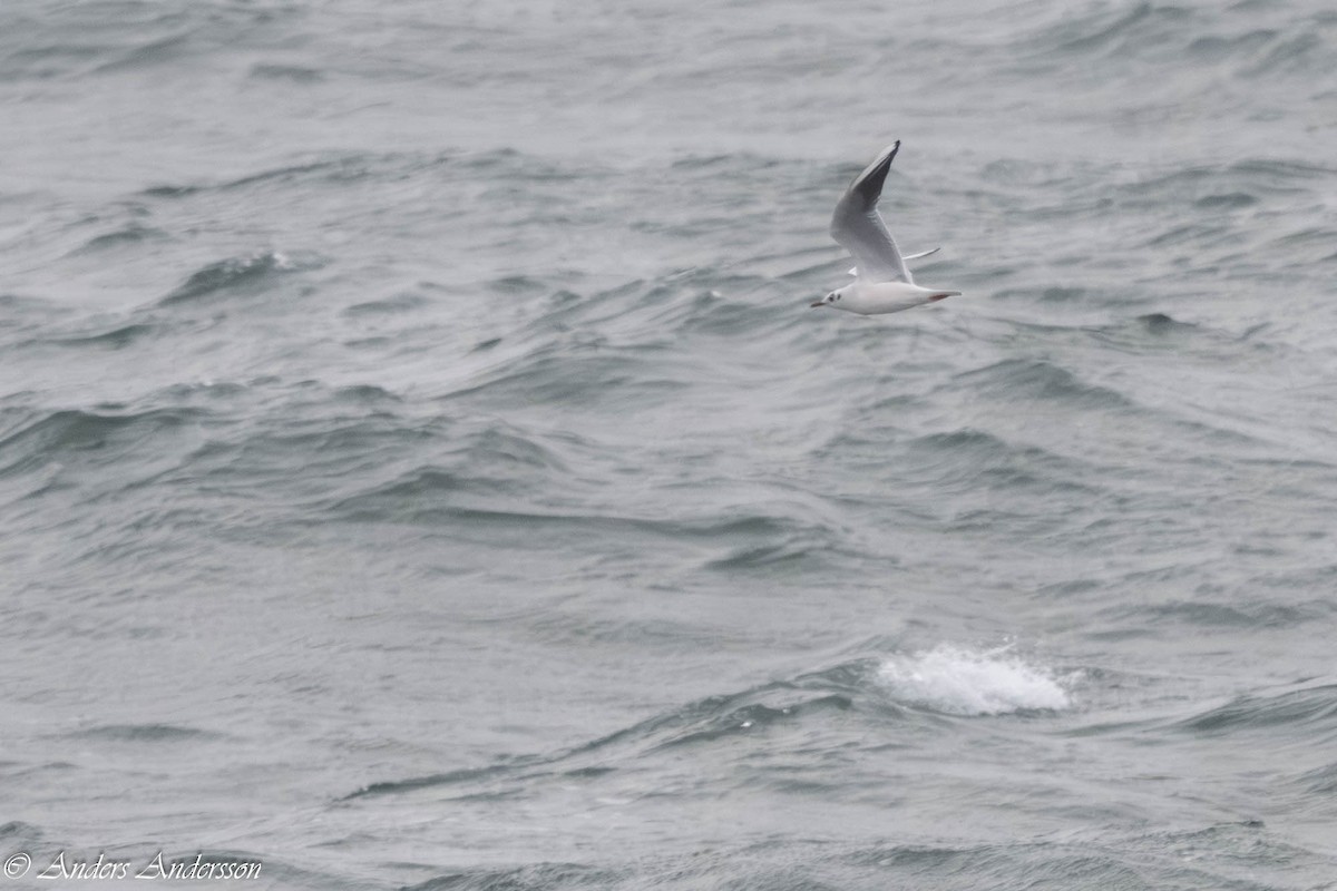 紅嘴鷗 - ML646309692