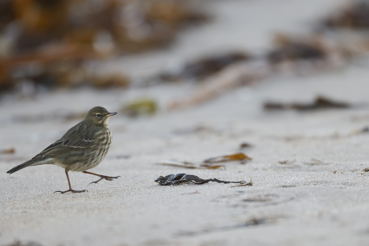 Strandpieper - ML646309694