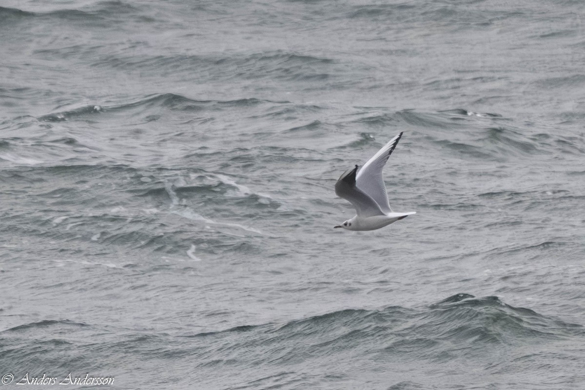 紅嘴鷗 - ML646309696