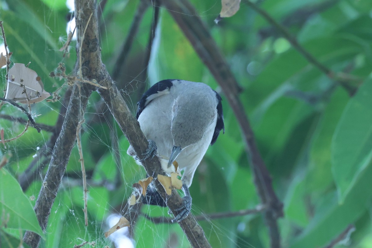 White-headed Vanga - ML646309707