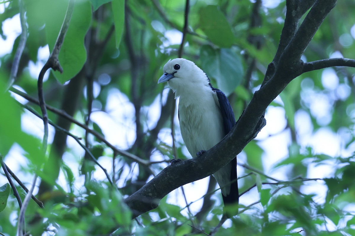 White-headed Vanga - ML646309708