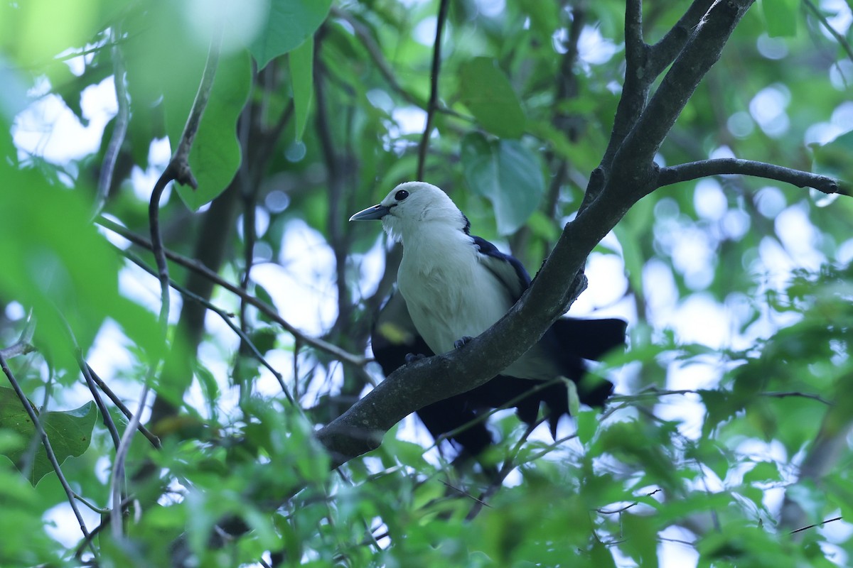 White-headed Vanga - ML646309709