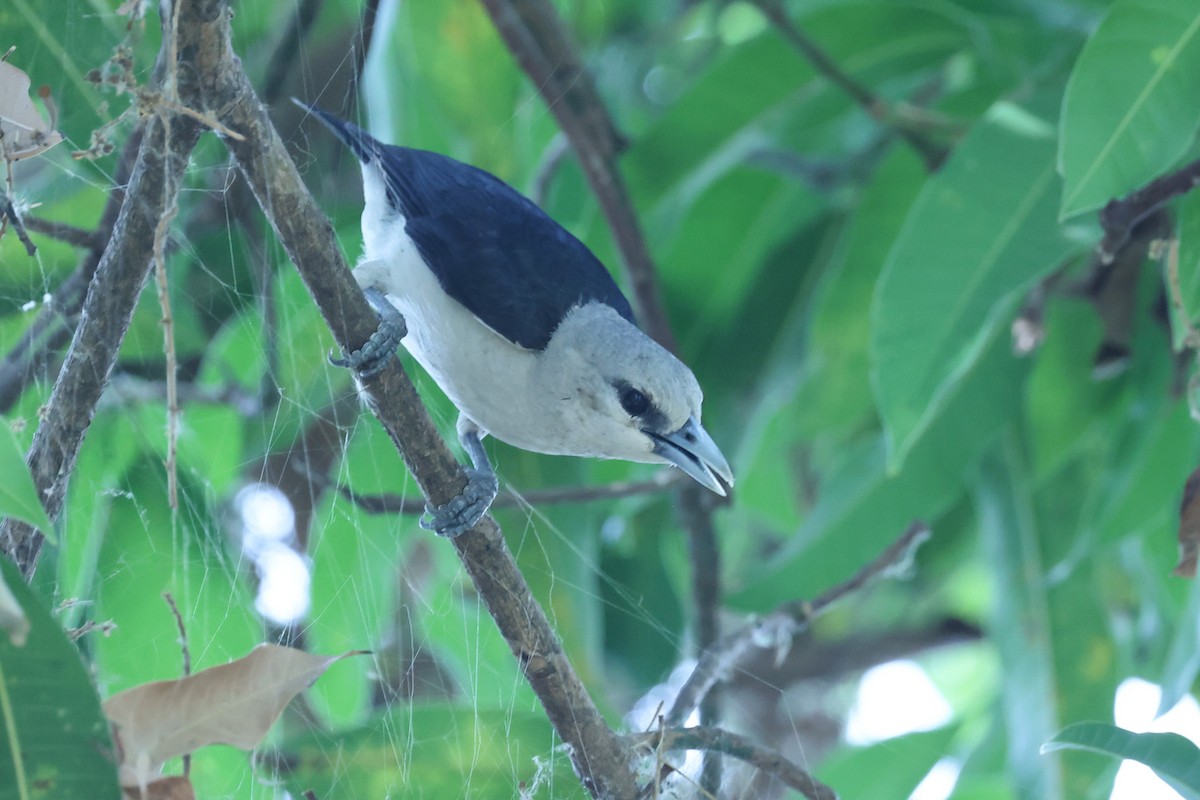 White-headed Vanga - ML646309711