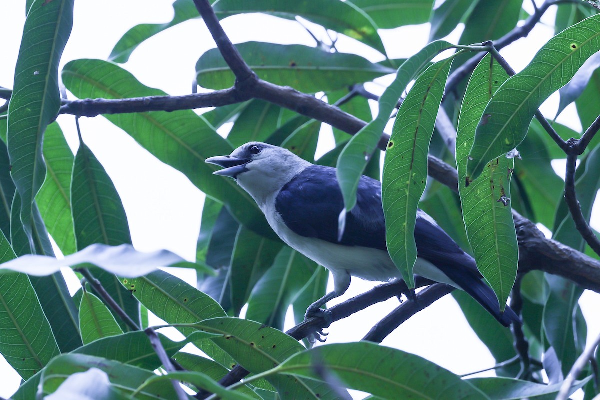 White-headed Vanga - ML646309713