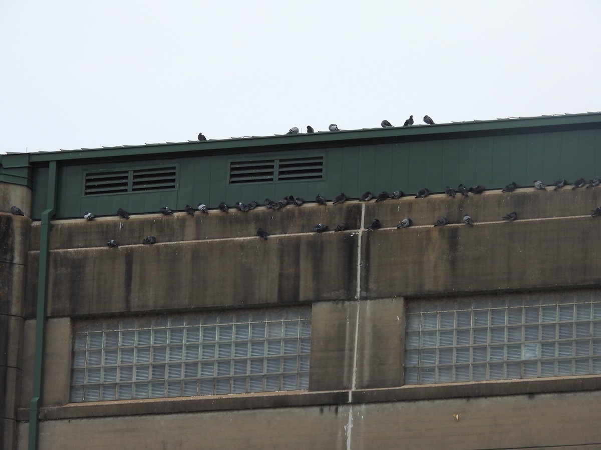 Rock Pigeon (Feral Pigeon) - ML646309714