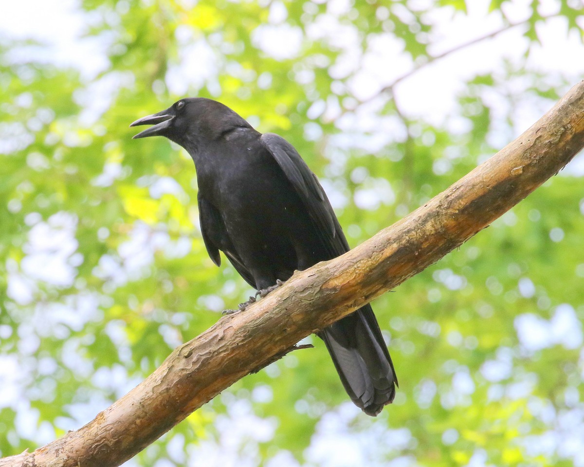 Fish Crow - ML646309716