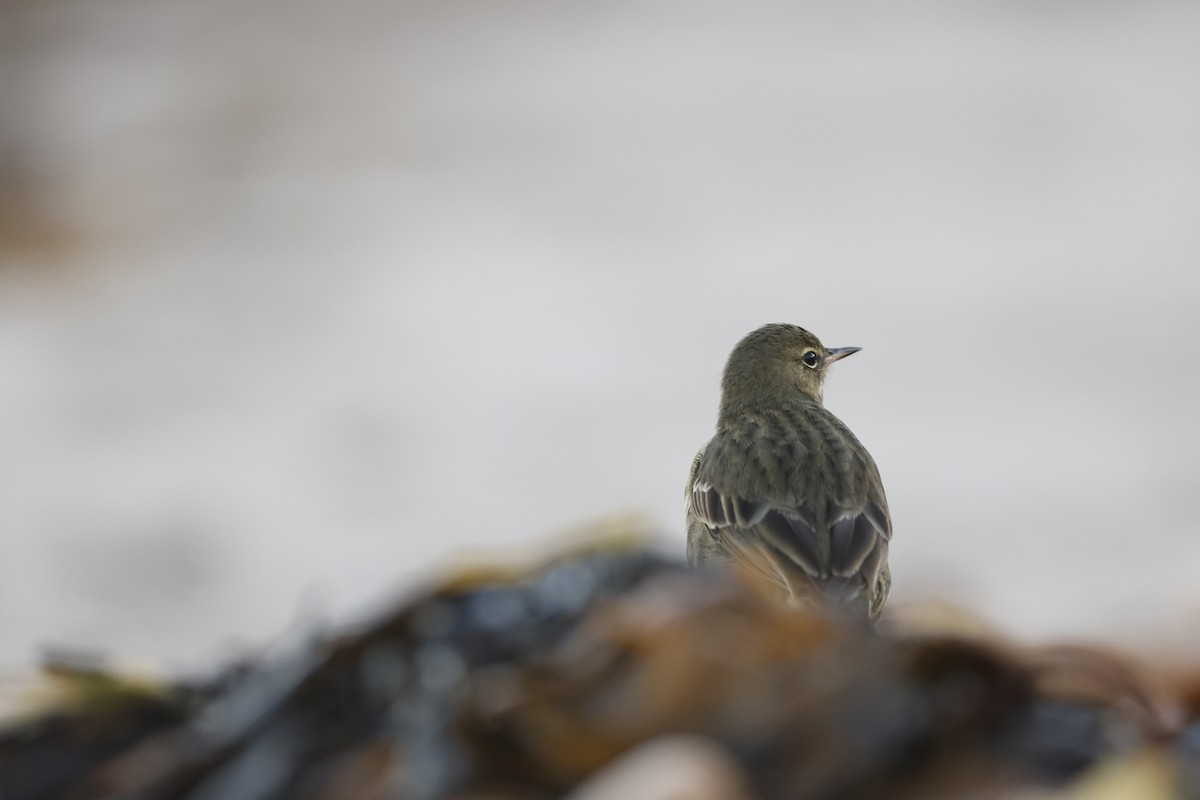 Rock Pipit - ML646309721
