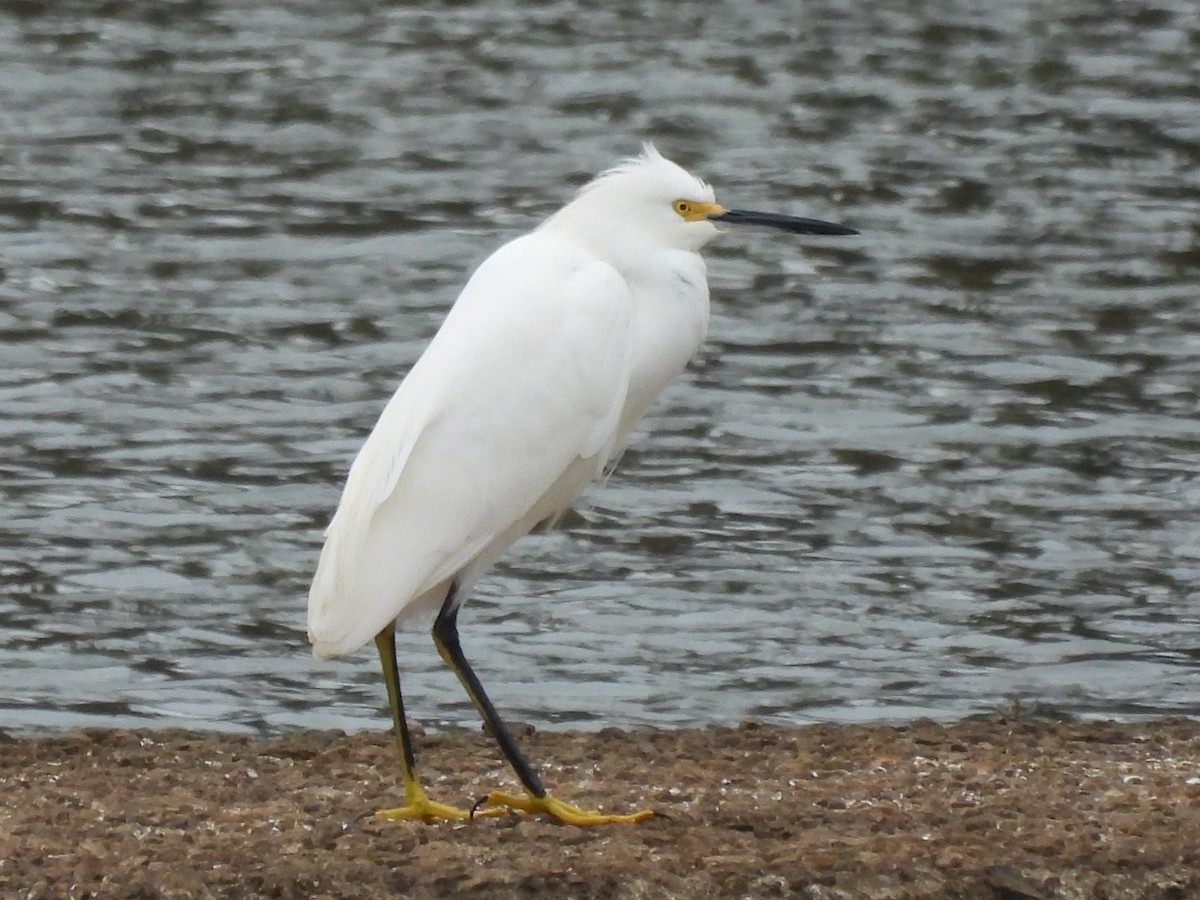 Snowy Egret - ML646309722