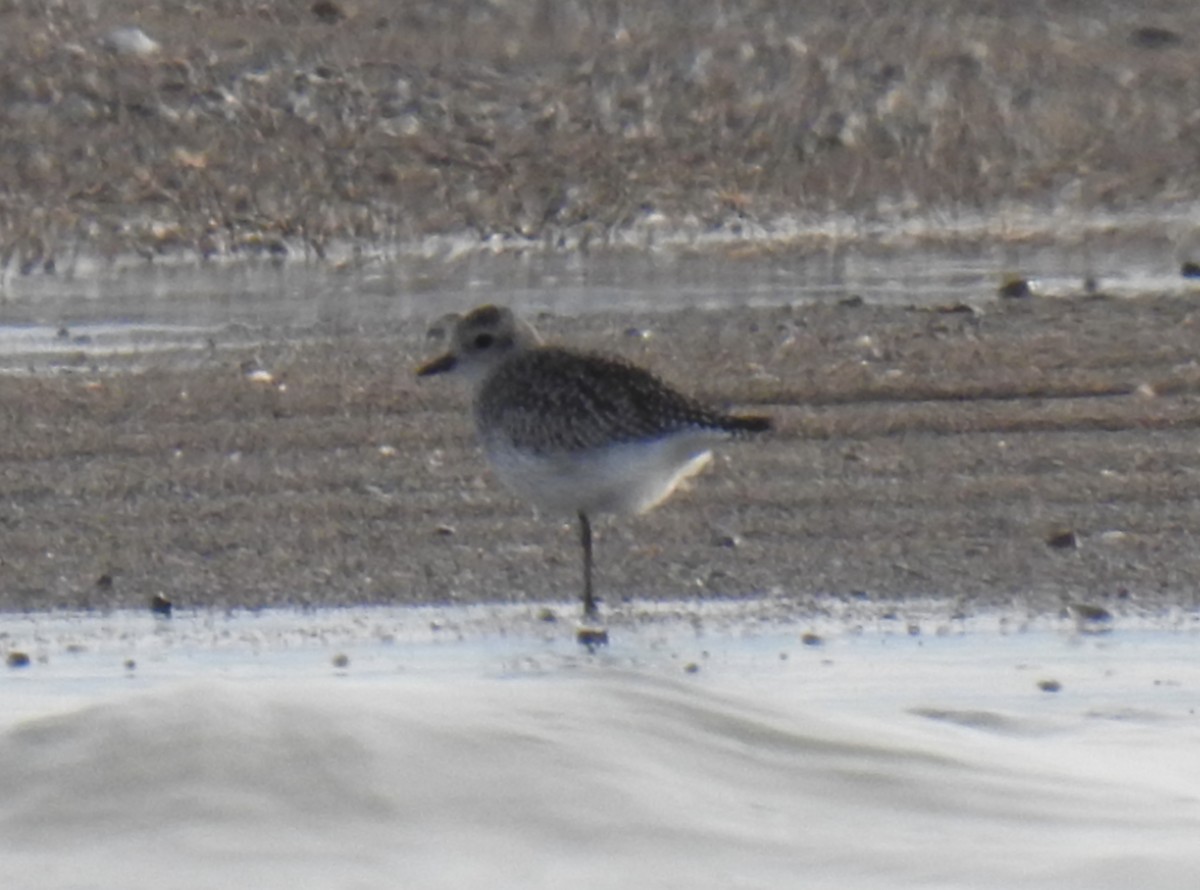 Black-bellied Plover - ML646309726
