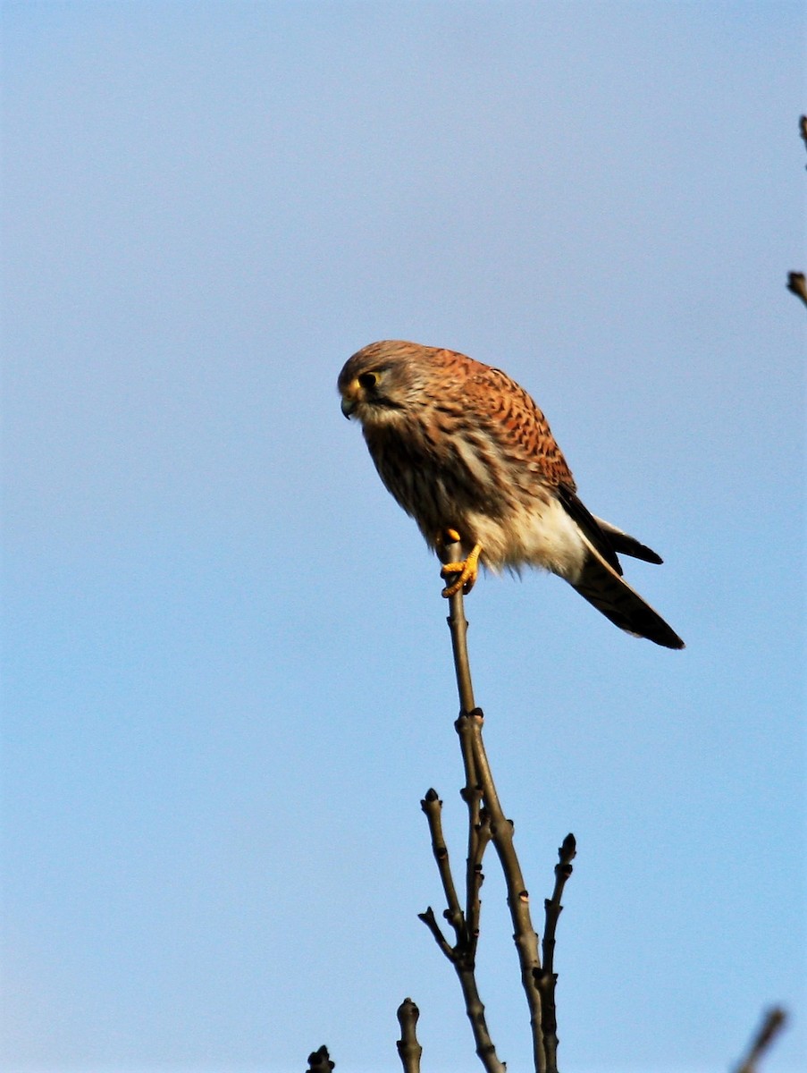 Eurasian Kestrel - ML646309728
