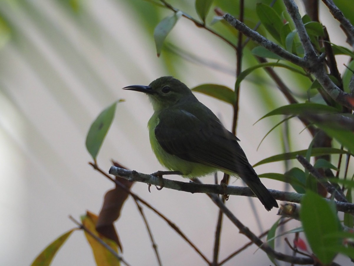 Brown-throated Sunbird - ML646309729