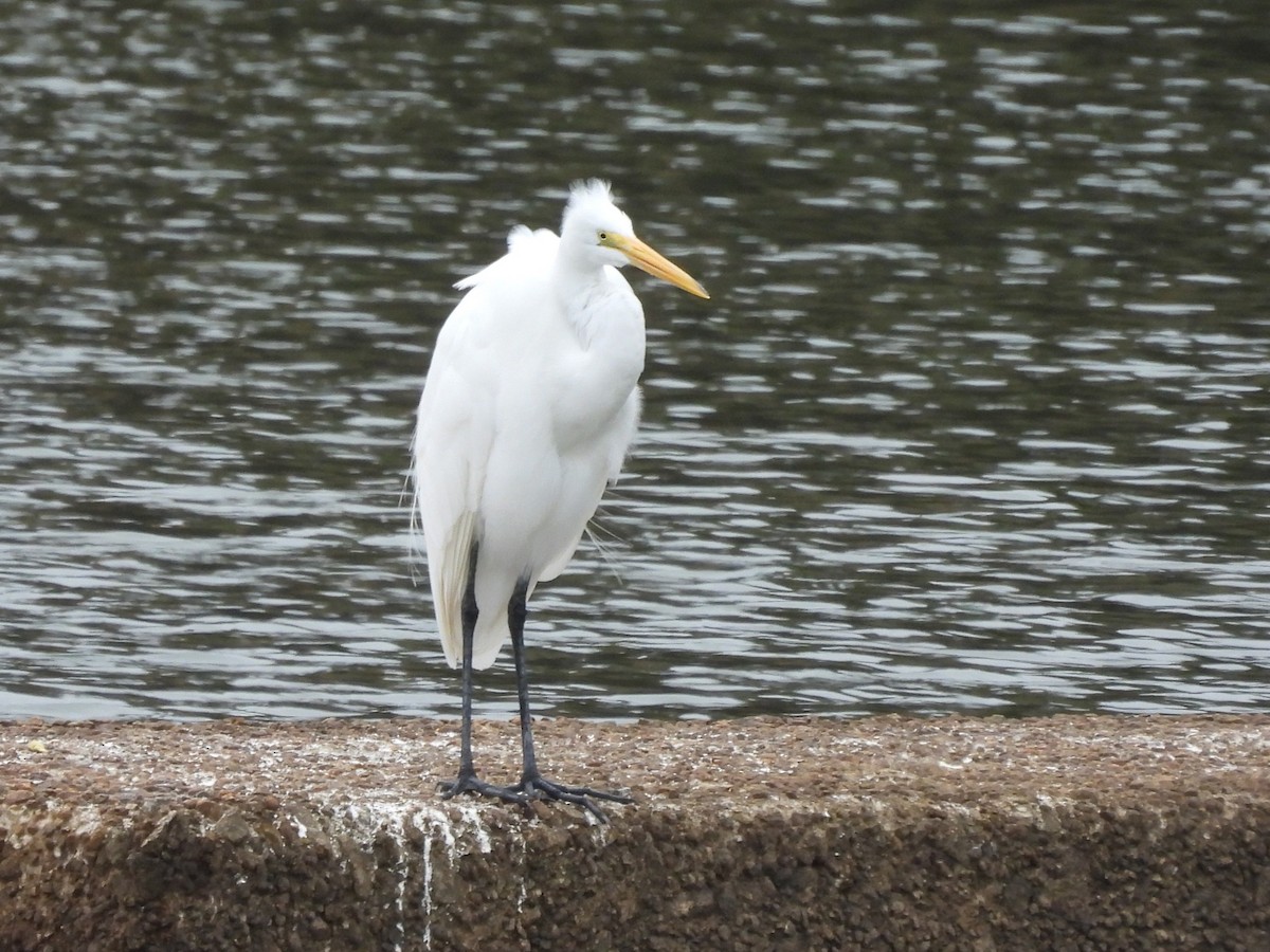 Great Egret - ML646309730