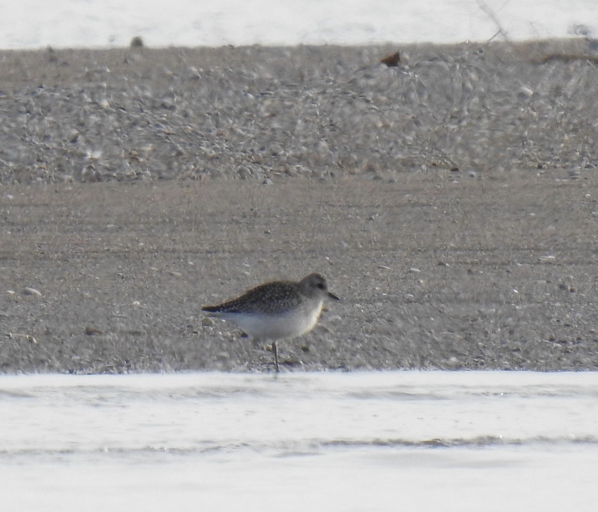 Black-bellied Plover - ML646309731