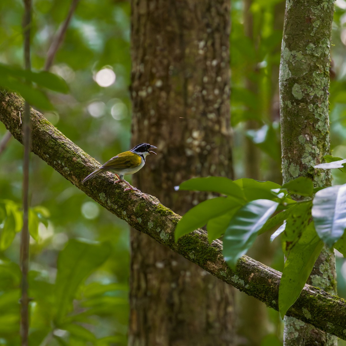 Pectoral Sparrow - ML646309733