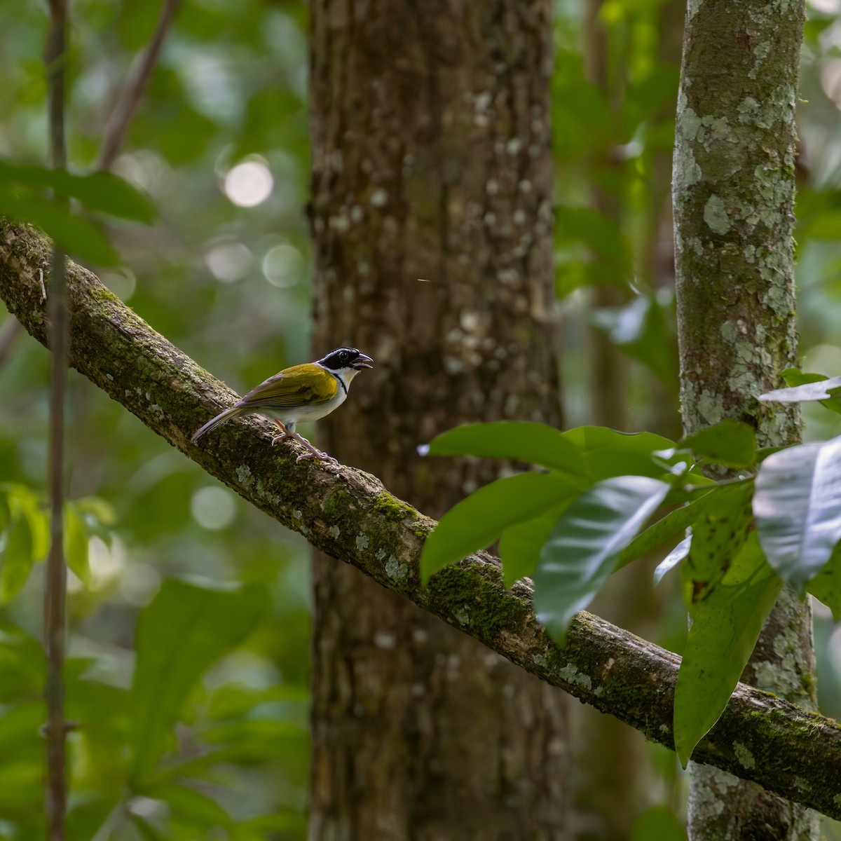 Pectoral Sparrow - ML646309734