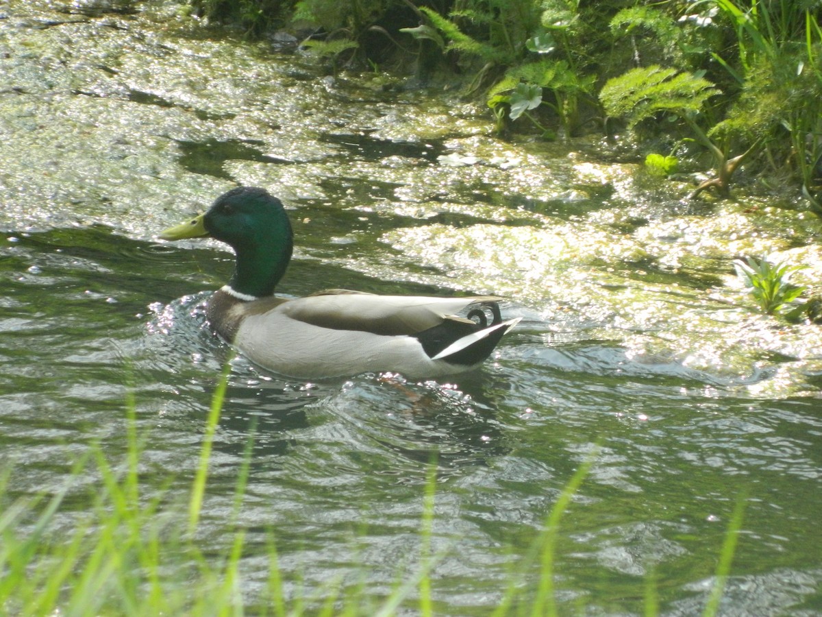 Mallard - ML646309735