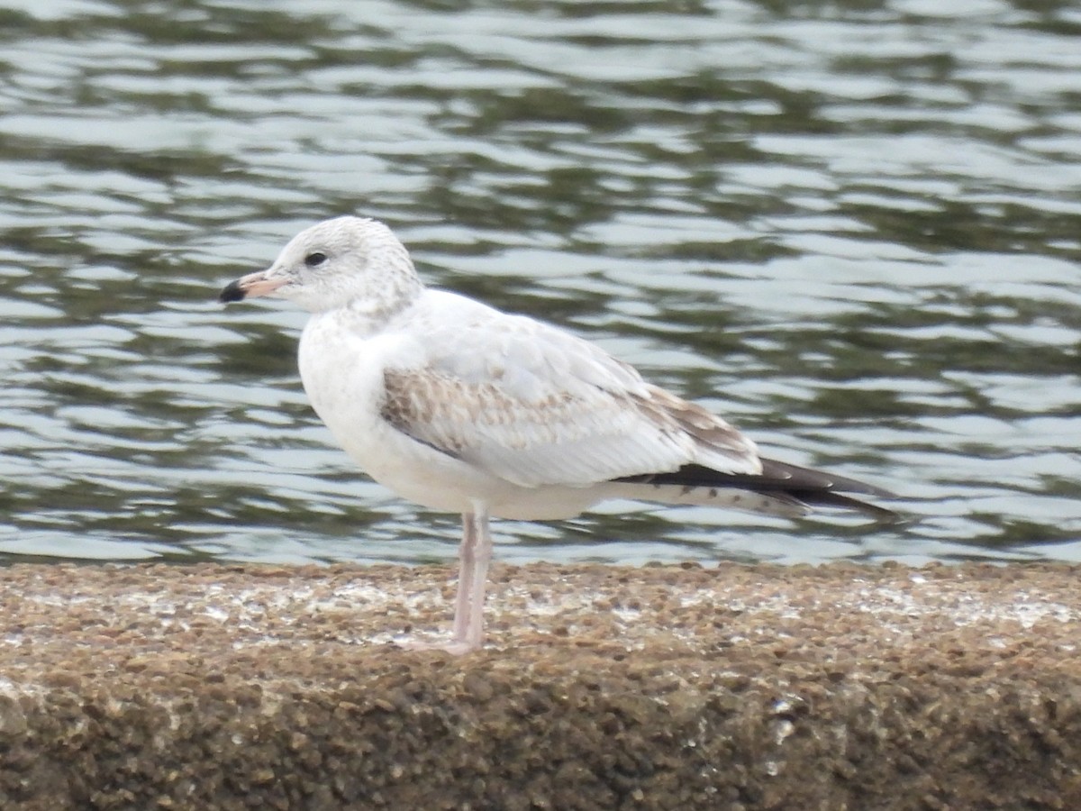 Ring-billed Gull - ML646309736