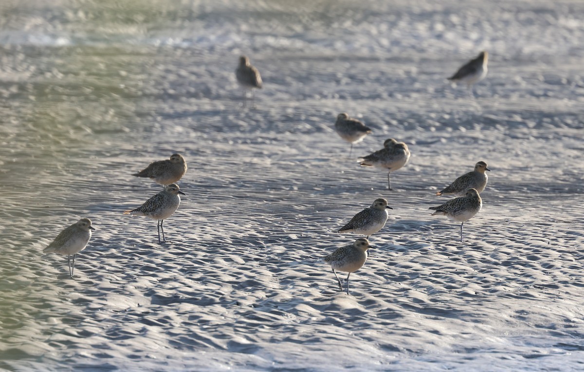 Pacific Golden-Plover - ML646309737