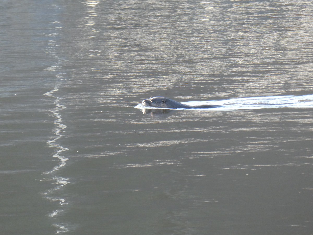 Southeastern River Otter - ML646309738